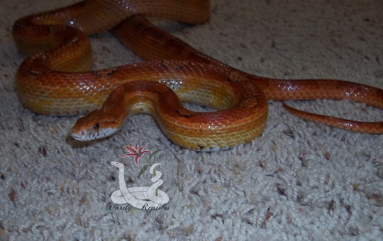 i-m-snek:   A fresh shed from the guy I’ve had the longest! Dante was my first
