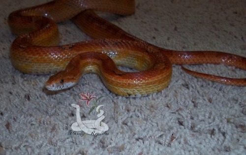 i-m-snek:   A fresh shed from the guy I’ve porn pictures