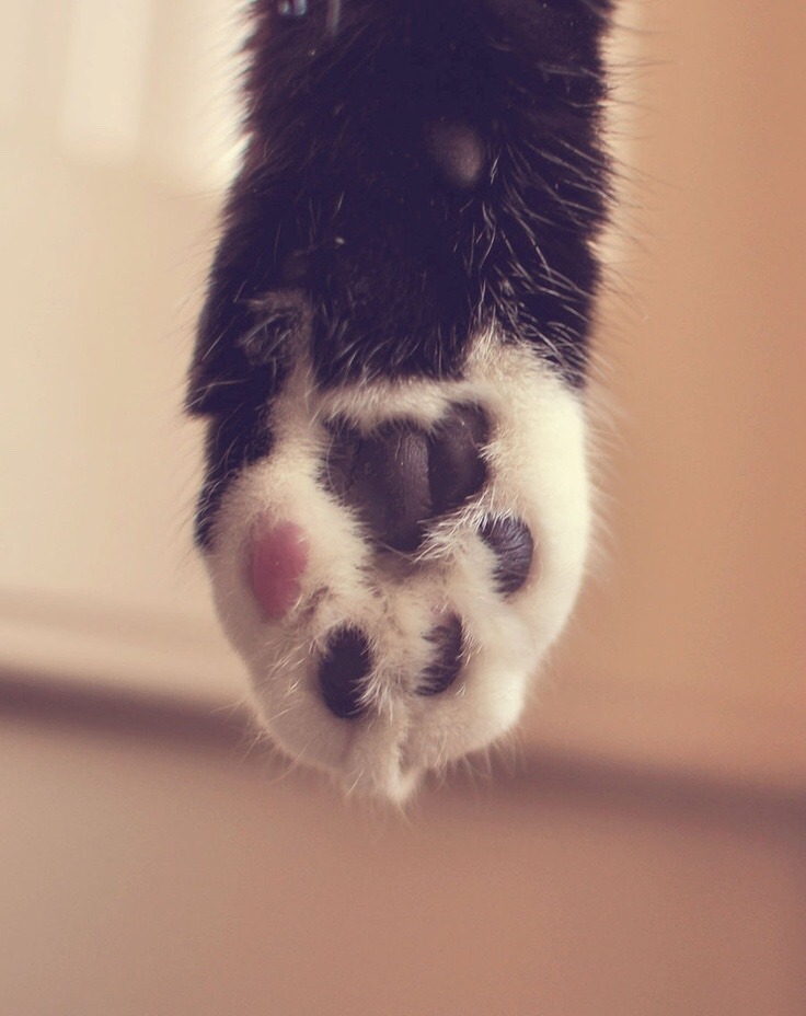 catsuggest:  catsuggest:  just ONE pink bean  only one  😍😍😍😍