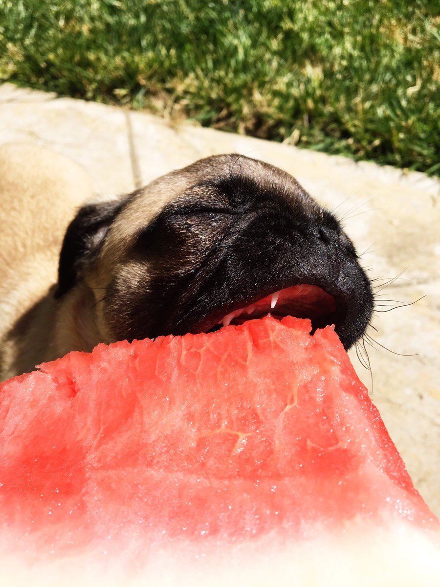 babyanimalgifs:here’s a pug eating a watermelon