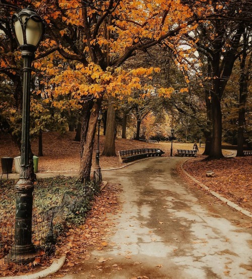 First day of #autumn Photo from last year’s trip in New York. #centralpark#fall #autumnpeople 