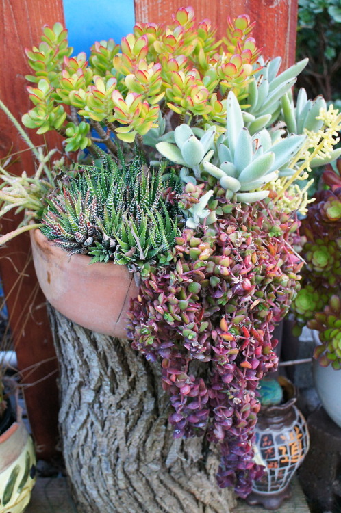 flora-file:
“Succulents in my garden - March 11, 2018
DST - I finally saw my garden before the sun went away. FYI - my garden is 8.5 years old and coming together nicely. My photography skills, not so much.
One of my many new year’s resolutions...