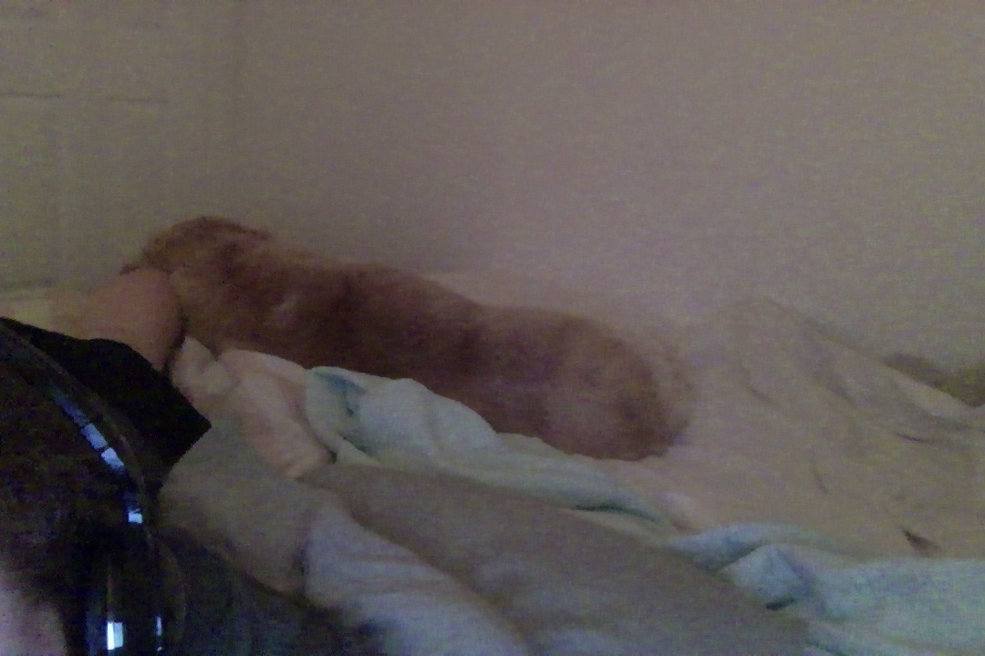 My dog fell asleep on my foot