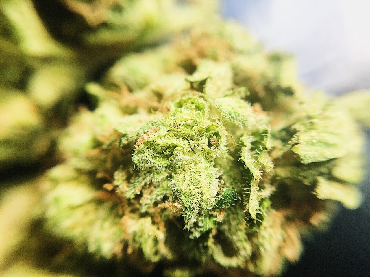 emmmaryjane:Headband 