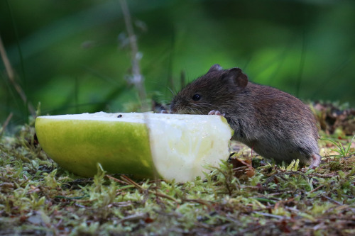 This Bank vole/skogssork is enjoying a piece of cucumber on this very hot August day. 