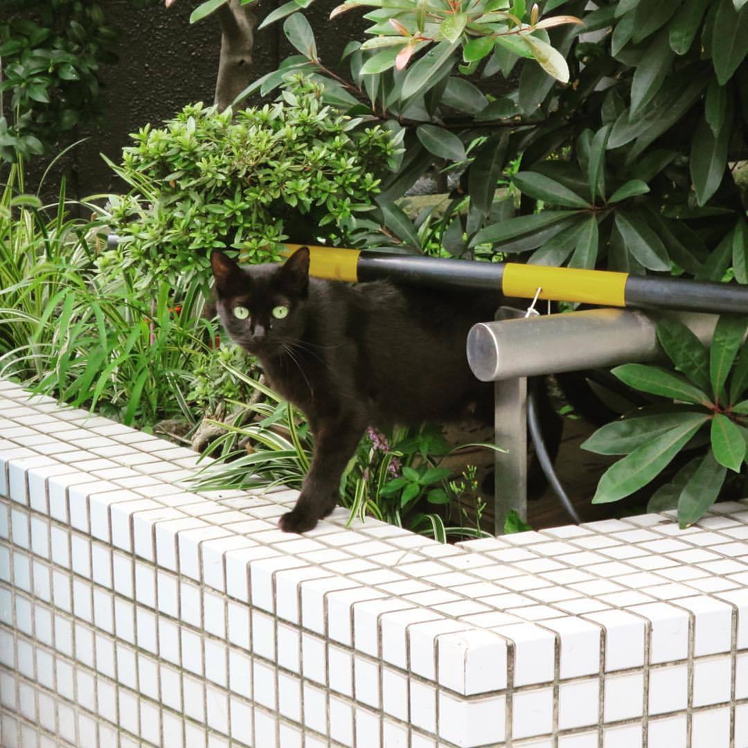 higaki:  飛び出し注意 #cat  (Canelé du Japon doudou) 
