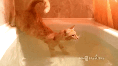 gifsboom:  Video: Cat Loves water
