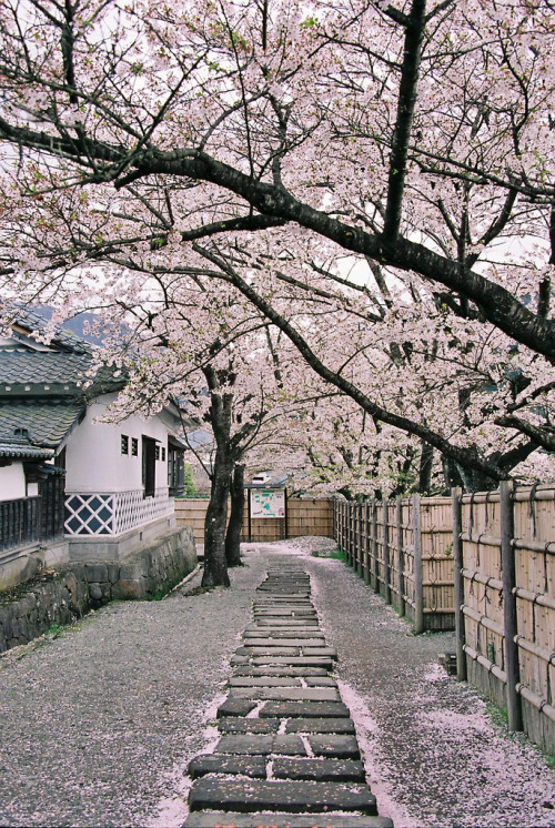 盛者の装い 2011年5月2日、会津若松の武家屋敷は桜が満開By : Yuriko IKEDA