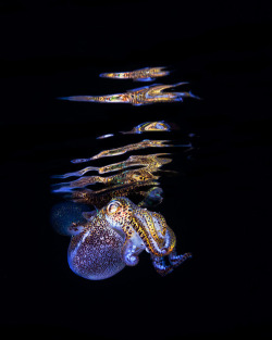 archiemcphee:  These awesome little cephalopods are Bobtail squid and they were photographed by diver and underwater photographer Todd Bretl. Todd’s stunning photos reveal the beautiful markings on the squids’ tentacular bodies and, we like to think,