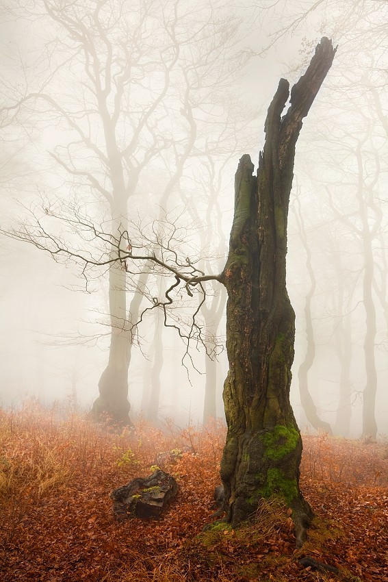 sublim-ature:  Old Tree by Daniel Řeřicha 