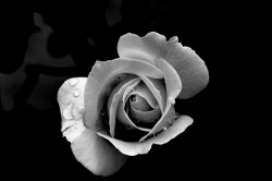 wish7master:  Dark rose 🌹 