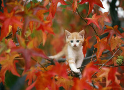 Climbing into autumn