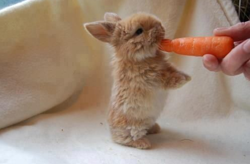 rojanlotfdoust:  Hey, so stop your scrolling for a bit think about baby bunnies, and how they actually exist. Like, they’re just little balls of fluff?   with tiny, itty-bitty noses and whiskers,  and little precious paws.  they can have ears that