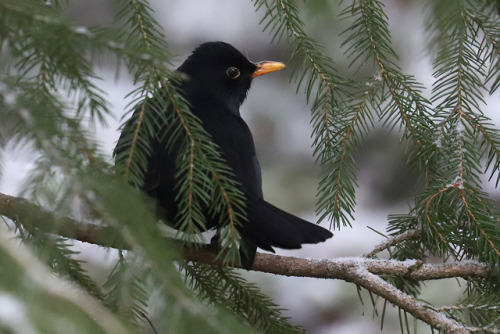 michaelnordeman:Blackbird/koltrast.