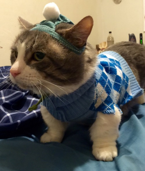 awwww-cute:Munchkin cat doesn’t fit in his sweater anymore