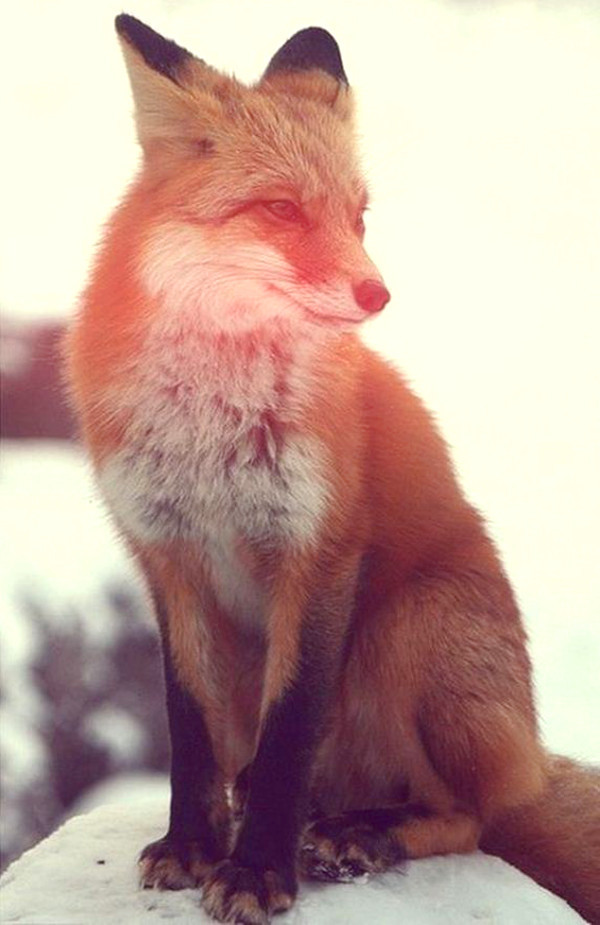 theangryguardianangel:  Foxes  Red, Silver, Gray, Arctic and Fennec  