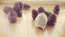 onegreenplanet:  Cute Hedgehog Tries to Make Friends With Pine Cones (VIDEO) 