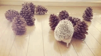 katswenski:  The Silence Has Fallen.(This is actually day three of Joey not realizing his friends are all pinecones. He is not a smart hedgehog.)  poor little hedgehog > .<