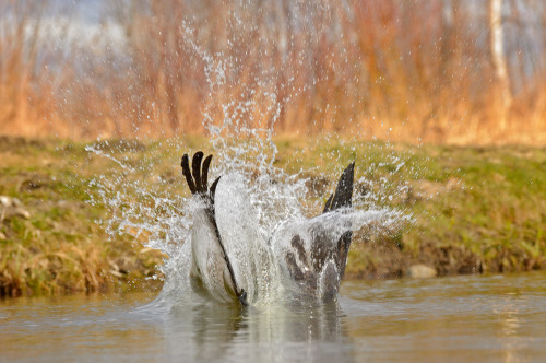 becausebirds:earthandanimals:Master class on fishing by Igor ShilokhvostGUYS, I FOUND LUNCH. IT IS F