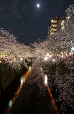 riri-neko:  Cherry Blossom at Nightby   Hiroshi UZU  