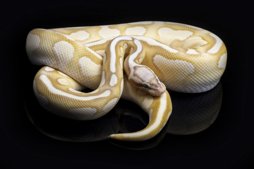 Æther, banana butter ball python