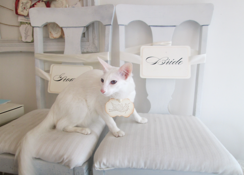 Anista Designs had an unusual visitor - Pangur the Oriental cat! Here she models vintage-inspired gi