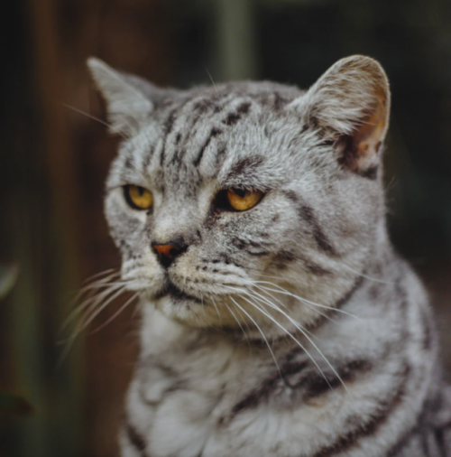 tumbler-of-cats:And another one !Support me on Ko-fi!