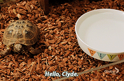 kissthefuture:  Clyde the tortoise 