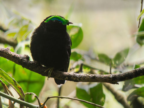 animalworld: cool-critters:  Velvet asity (Philepitta castanea) The velvet asity is a species of bir