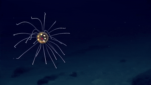 emceepeppercornmedley:  sixpenceee:  An alien-like jellyfish has been discovered on the Enigma Seamount near the Mariana Trench,  2.3 miles below the surface of the sea.The creature was spotted by the NOAA Office of Ocean Exploration and Research during