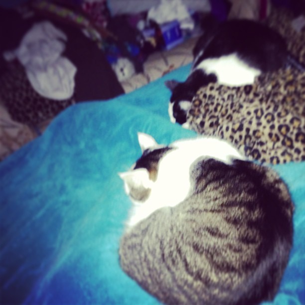 Leo is sleeping on my legs. :) I love them. #cats #bed #sleeping #cute #catlady #kitty