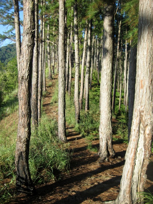 trailpace:Hiking through the pines, Mt Tabor 