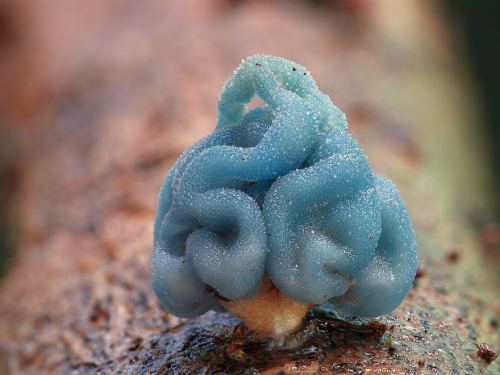 all-thats-interesting:Fascinating FungiMushrooms are lovely. Lovely to eat, lovely to look at, and t