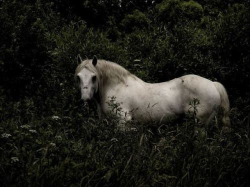 tumblr photo ileftmyheartinwesteros 0