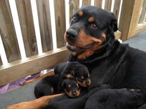freshiejuice:  lotuslopez:  darkbluetile:  this post is my dream come true  babies with babies  i like that all the mama’s expressions are like “I DID IT! I MADE THESE FUZZY BURRITOS” 