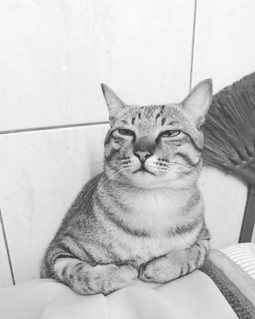 #happychinesenewyear #sickcat