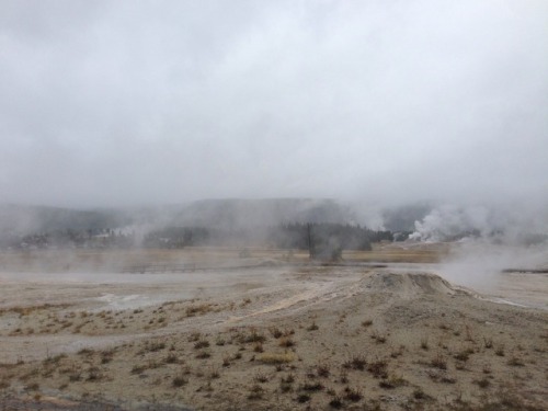 Sex treetalks:Yellowstone National Park, Wyoming. pictures