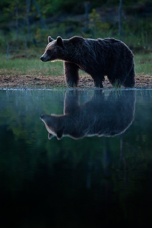 wolverxne:  Summer Solstice | by: { Marsel van Oosten } 