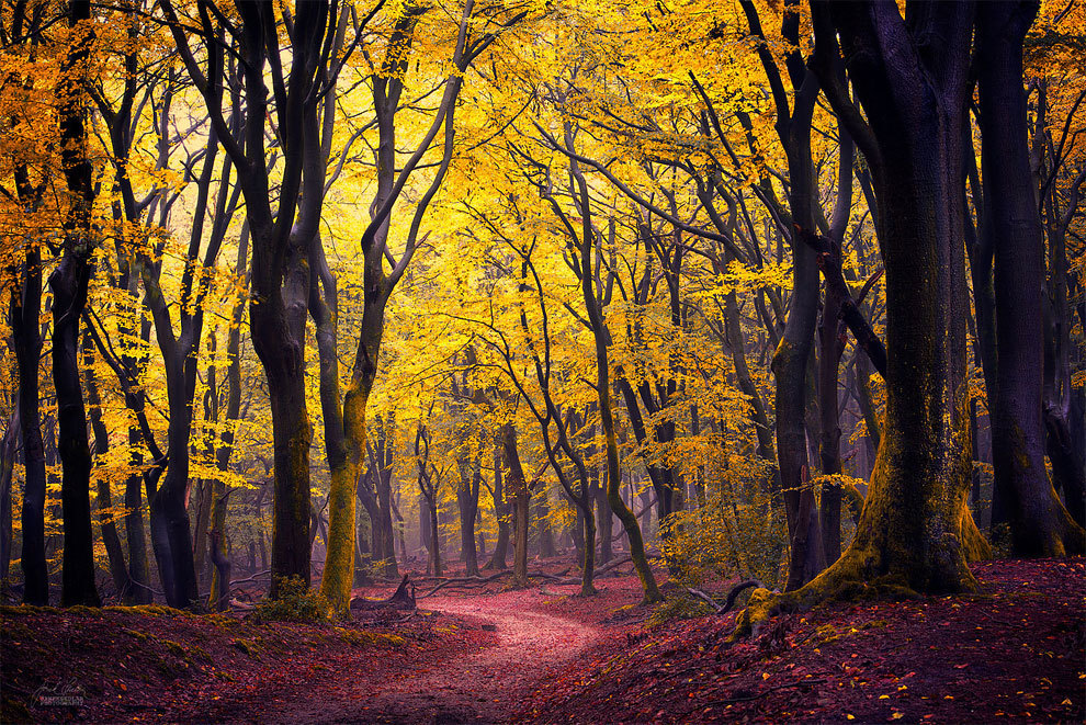 landscape-photo-graphy:  Enchanting Forests Photography Illuminate Autumn’s Beauty