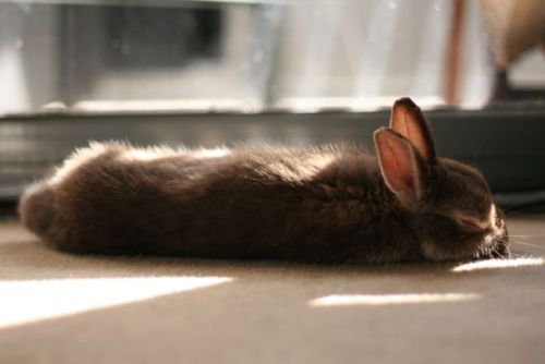 charliehouserabbit:Afternoon spent napping in the sunshine. Charlie at 3 months. 