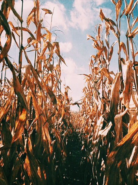 hallowthings: Halloween in cornfields aesthetic Keep reading
