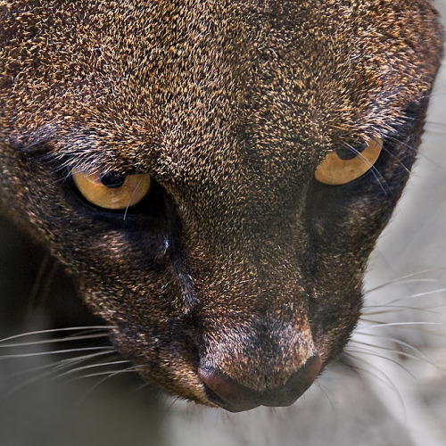  Jaguarundi (via David Adler)