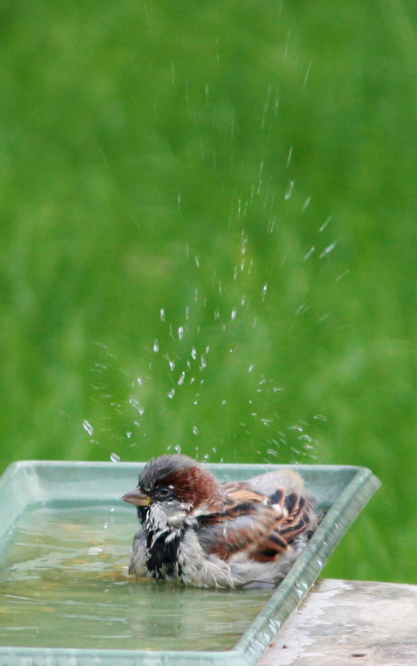 fuckyeahsparrows:Having a good bath by YunaHeileen