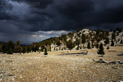 Storm over the MountainsPatriarch GroveAncient Bristlecone Pine ForestWhite Mountains, California