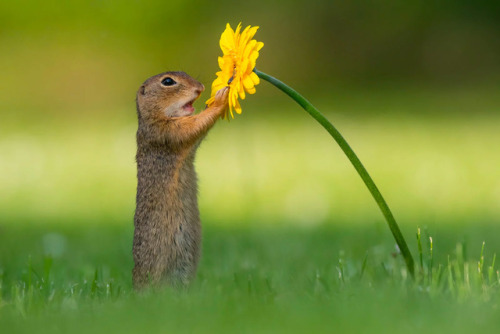 itscolossal:Stop and Smell the Flowers: Dick van Duijn Captured a Squirrel’s Floral Delight