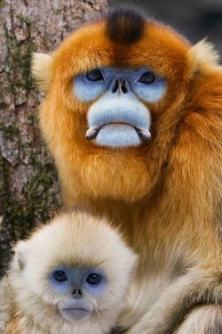 misterlemonzafterlife:  waasabi: Golden Monkeys by Jeremy