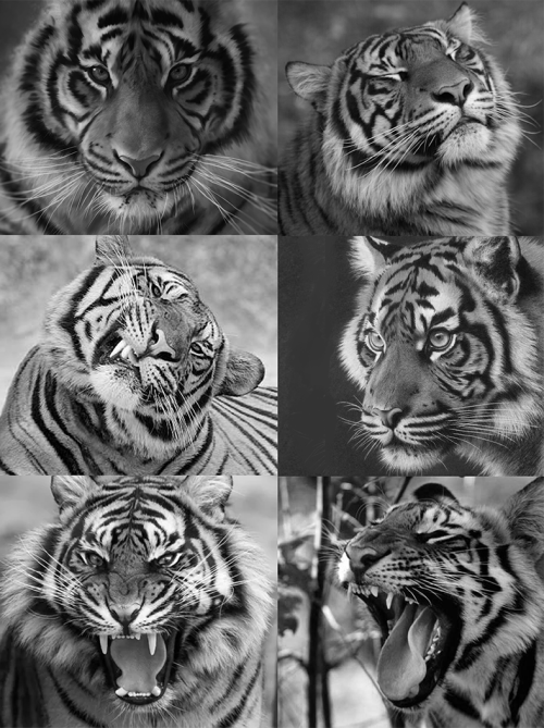  When you are a tiger-headed fiend and sometimes it leaks through your disguise. Some expression pra