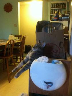 awwww-cute:  Somehow my cat thinks this is comfortable and sits like this from time to time 