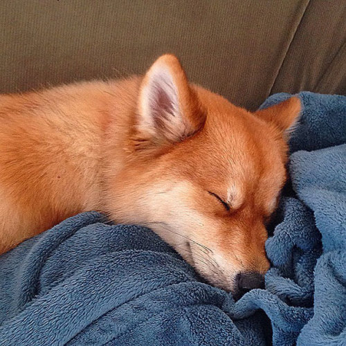 mitzusart: thisblogiscompletelypointless: awesome-picz: Meet Fox Dog, A Pomeranian-Husky Mix Who Is 