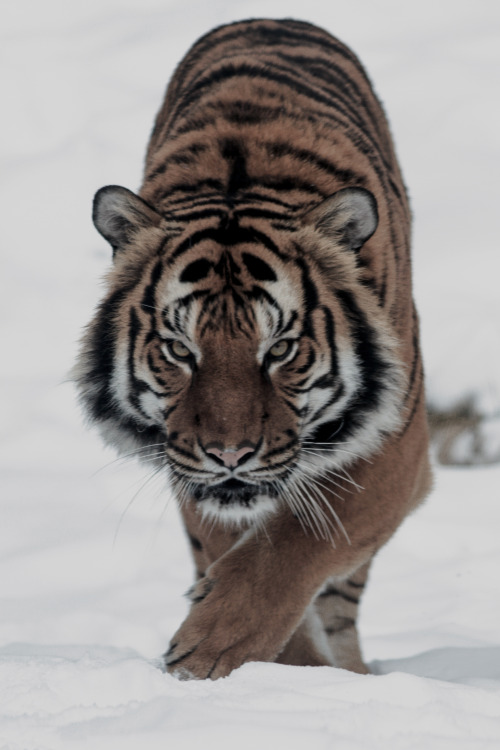 viciousclass: IMG_7065 by Mark Dumont. | cXs
